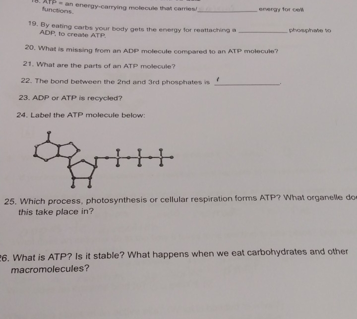 ATP = an energy-carrying molecule that carries/_ energy for cell 
functions. 
19. By eating carbs your body gets the energy for reattaching a _phosphate to
ADP, to create ATP. 
20. What is missing from an ADP molecule compared to an ATP molecule? 
21. What are the parts of an ATP molecule? 
22. The bond between the 2nd and 3rd phosphates is_ 
23. ADP or ATP is recycled? 
24. Label the ATP molecule below: 
25. Which process, photosynthesis or cellular respiration forms ATP? What organelle do 
this take place in? 
26. What is ATP? Is it stable? What happens when we eat carbohydrates and other 
macromolecules?