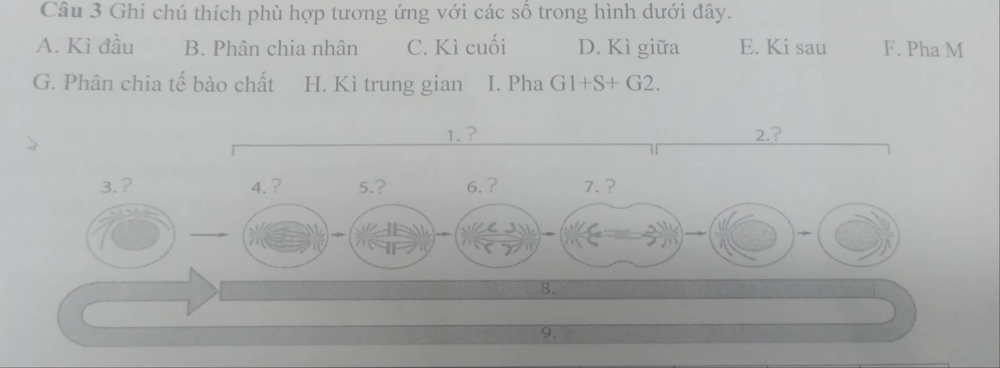 Ghi chú thích phù hợp tương ứng với các số trong hình dưới đây.
A. Kì đầu B. Phân chia nhân C. Kì cuối D. Kì giữa E. Ki sau F. Pha M
G. Phân chia tế bào chất H. Kì trung gian I. Pha G1+S+G2. 
1. ? 2.?