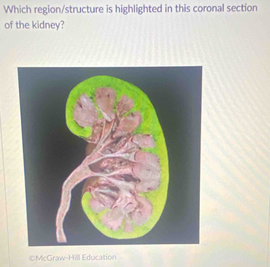 Which region/structure is highlighted in this coronal section 
of the kidney? 
©McGraw-Hill Education