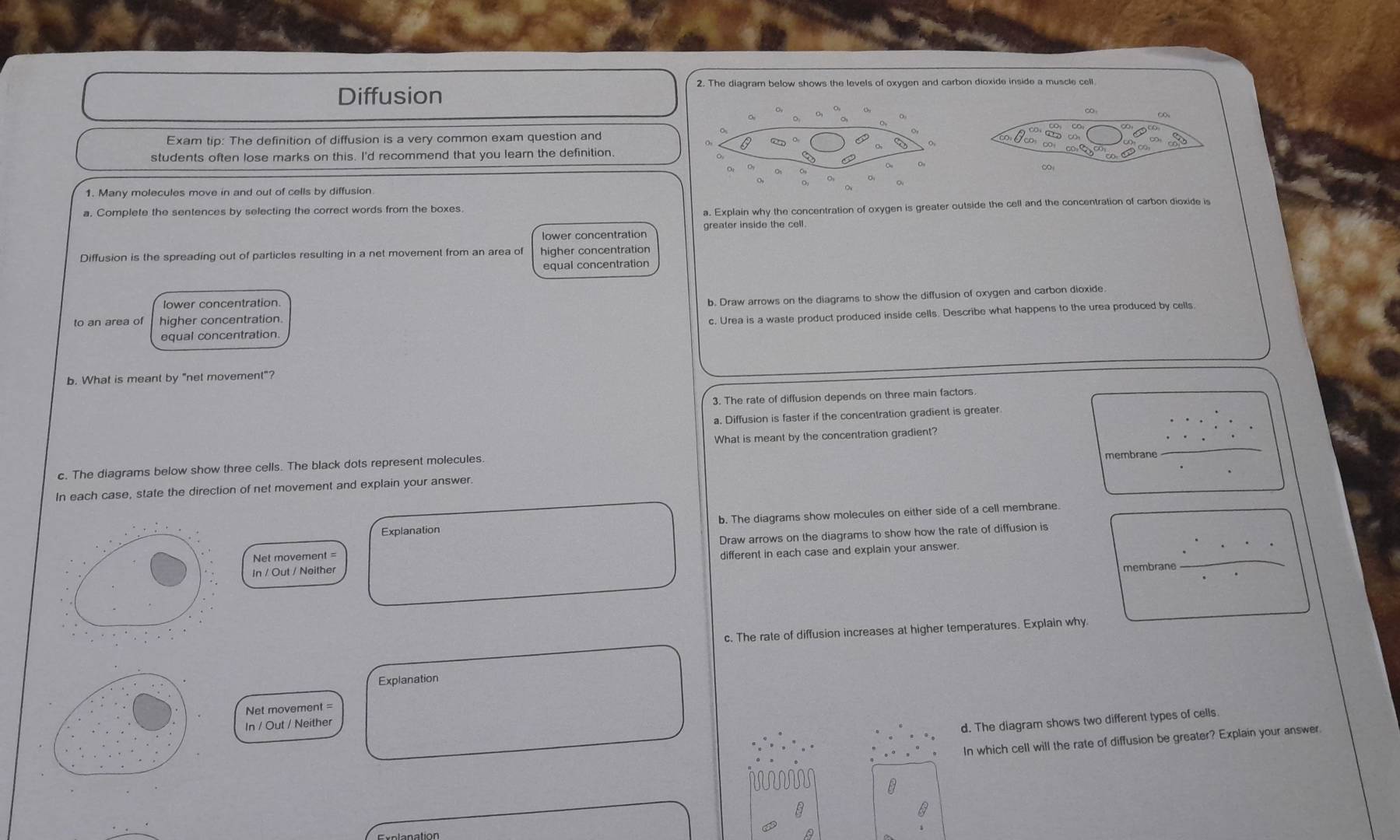 Diffusion 
2. The diagram below shows the levels of oxygen and carbon dioxide inside a muscle cell 
Exam tip: The definition of diffusion is a very common exam question and 
students often lose marks on this. I'd recommend that you learn the definition. 
1. Many molecules move in and out of cells by diffusion 
a. Complete the sentences by selecting the correct words from the boxes 
a. Explain why the concentration of oxygen is greater outside the cell and the concentration of carbon dioxide is 
lower concentration greater inside the cell. 
Diffusion is the spreading out of particles resulting in a net movement from an area of higher concentration 
equal concentration 
lower concentration. 
to an area of higher concentration. b. Draw arrows on the diagrams to show the diffusion of oxygen and carbon dioxide 
equal concentration c. Urea is a waste product produced inside cells. Describe what happens to the urea produced by cells. 
b. What is meant by "net movement"? 
3. The rate of diffusion depends on three main factors 
a. Diffusion is faster if the concentration gradient is greater 
What is meant by the concentration gradient? 
c. The diagrams below show three cells. The black dots represent molecules membrane 
_ 
In each case, state the direction of net movement and explain your answer 
Explanation b. The diagrams show molecules on either side of a cell membrane. 
Draw arrows on the diagrams to show how the rale of diffusion is 
Net movement = 
In / Out / Neither different in each case and explain your answer 
membrane 
_ 
c. The rate of diffusion increases at higher temperatures. Explain why 
Explanation 
Net movement = 
In / Out / Neither 
d. The diagram shows two different types of cells. 
In which cell will the rate of diffusion be greater? Explain your answer