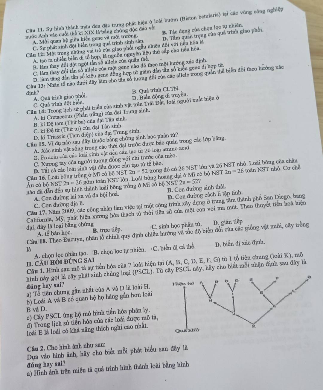 Sự hình thành màu đen đặc trưng phát hiện ở loài bướm (Biston betularia) tại các vùng công nghiệp
nước Anh vào cuối thế ki XIX là bằng chứng độc đáo về: D. Tầm quan trọng của quá trình giao phối.
A. Mối quan hệ giữa kiểu gene và môi trường. B. Tác dụng của chọn lọc tự nhiên.
C. Sự phát sinh đột biến trong quá trình sinh sản.
Câu 12: Một trong những vai trò của giao phối ngẫu nhiên đối với tiền hóa là
A. tạo ra nhiều biến dị tổ hợp, là nguồn nguyên liệu thứ cấp cho tiến hóa.
B. làm thay đổi đột ngột tần số allele của quần thể.
C. làm thay đổi tần số allele của một gene nào đó theo một hướng xác định.
D. làm tăng dần tần số kiểu gene đồng hợp tử giảm dần tần số kiểu gene dị hợp tử.
Câu 13: Nhân tố nào dưới đây làm cho tần số tương đổi của các allele trong quần thể biến đổi theo hướng xác
đjnh?
A. Quá trình giao phối. B. Quá trình CLTN.
C. Quá trình đột biển. D. Biến động di truyền.
Câu 14: Trong lịch sử phát triển của sinh vật trên Trái Đất, loài người xuất hiện ở
A. ki Cretaceous (Phần trắng) của đại Trung sinh.
B. ki Đệ tam (Thứ ba) của đại Tân sinh.
C. kỉ Đệ tứ (Thứ tư) của đại Tân sinh.
D. kỉ Triassic (Tam điệp) của đại Trung sinh.
Câu 15. Ví dụ nào sau đây thuộc bằng chứng sinh học phân tử?
A. Xác sinh vật sống trong các thời đại trước được bảo quản trong các lớp băng.
B. Protein của các loài sinh vật đều cầu tạo từ 20 loại ammo acid.
C. Xương tay của người tương đồng với chi trước của mèo.
D. Tất cả các loài sinh vật đều được cấu tạo từ tế bào.
Câu 16. Loài bông trồng ở Mĩ có bộ NST 2n=52 trong đó có 26 NST lớn và 26 NST nhỏ. Loài bông của châu
Âu có bộ NST 2n=26 gồm toàn NST lớn. Loài bông hoang dại ở Mĩ có bộ NST 2n=26 toàn NST nhỏ. Cơ chế
nào đã dẫn đến sự hình thành loài bông trồng ở Mĩ có bộ NST 2n=52 ?
A. Con đường lai xa và đa bội hoá. B. Con đường sinh thái.
C. Con đường địa lí. D. Con đường cách li tập tính.
Câu 17. Năm 2009, các công nhân làm việc tại một cộng trình xây dựng ở trung tâm thành phố San Diego, bang
California, Mỹ, phát hiện xương hóa thạch từ thời tiền sử của một con voi ma mút. Theo thuyết tiến hoá hiện
đại, đây là loại bằng chứng
A. tế bào học. B. trực tiếp. C. sinh học phân tử. D. gián tiếp
Câu 18. Theo Đacuyn, nhân tố chính quy định chiều hướng và tốc độ biến đổi của các giống vật nuôi, cây trồng
A. chọn lọc nhân tạo. B. chọn lọc tự nhiên.  C. biến dị cá thể. D. biến dị xác định.
là
II. CÂU HỏI ĐÚNG SAI
Câu 1. Hình sau mô tả sự tiến hóa của 7 loài hiện tại (A, B, C, D, E, F, G) từ 1 tổ tiên chung (loài K), mô
hình này gọi là cây phát sinh chùng loại (PSCL). Ty PSCL này, hãy cho biết mỗi nhận định sau đây là
đúng hay sai?
a) Tổ tiên chung gần nhất của A và D là loài H.
b) Loài A và B có quan hệ họ hàng gần hơn loài
B và D.
c) Cây PSCL ủng hộ mô hình tiến hóa phân ly.
d) Trong lịch sử tiến hóa của các loài được mô tả,
loài E là loài có khả năng thích nghi cao nhất.
Câu 2. Cho hình ảnh như sau:
Dựa vào hình ảnh, hãy cho biết mỗi phát biểu sau đây là
đúng hay sai?
a) Hình ảnh trên miêu tả quá trình hình thành loài bằng hình