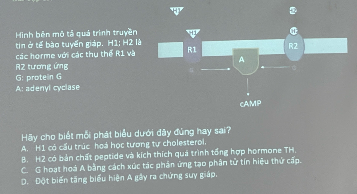 Hình bên mô tả quá trình truyền 
tin ở tế bào tuyến giáp. H1; H2 là
các horme với các thụ thể R1 và
R2 tương ứng
G: protein G
A: adenyl cyclase
Hãy cho biết mỗi phát biểu dưới đây đúng hay sai?
A. H1 có cấu trúc hoá học tương tự cholesterol.
B. H2 có bản chất peptide và kích thích quá trình tổng hợp hormone TH.
C. G hoạt hoá A bằng cách xúc tác phản ứng tạo phân tử tín hiệu thứ cấp.
D. Đột biến tăng biểu hiện A gây ra chứng suy giáp.