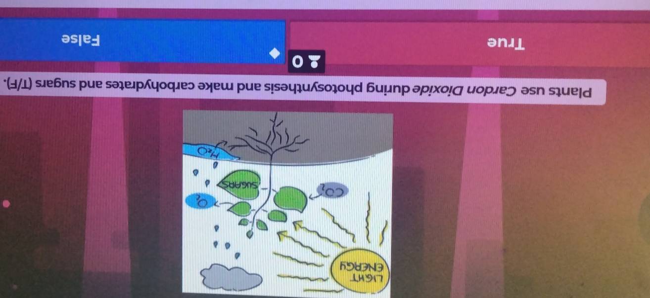 Plants use Cardon Dioxide photosynthesis and make carbohydrates and sugars (T/F).
True False