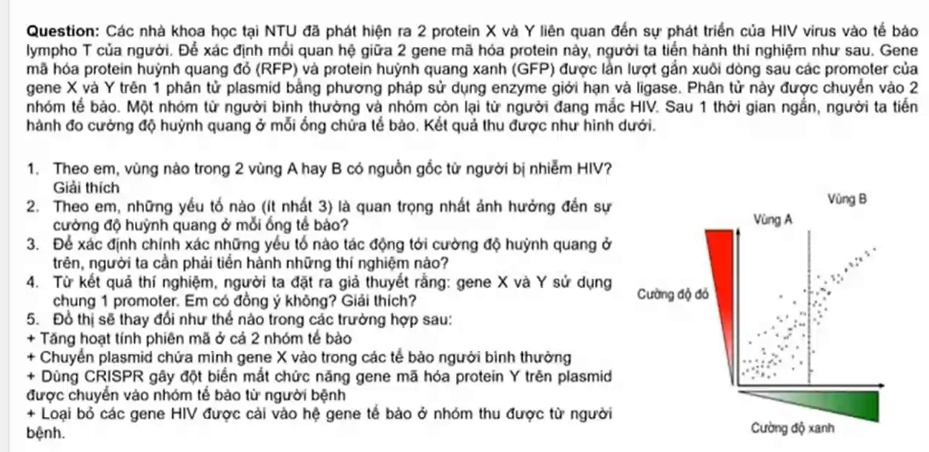 Các nhà khoa học tại NTU đã phát hiện ra 2 protein X và Y liên quan đến sự phát triển của HIV virus vào tế bảo
lympho T của người. Để xác định mối quan hệ giữa 2 gene mã hóa protein này, người ta tiền hành thi nghiệm như sau. Gene
mã hóa protein huỳnh quang đỏ (RFP) và protein huỳnh quang xanh (GFP) được lần lượt gắn xuôi dòng sau các promoter của
gene X và Y trên 1 phân tử plasmid bằng phương pháp sử dụng enzyme giới hạn và ligase. Phân tử này được chuyển vào 2
nhóm tế bảo. Một nhóm tử người bình thường và nhóm còn lại từ người đang mắc HIV. Sau 1 thời gian ngắn, người ta tiên
hành đo cường độ huỳnh quang ở mỗi ống chứa lễ bảo. Kết quả thu được như hình dưới.
1. Theo em, vùng nào trong 2 vùng A hay B có nguồn gồc từ người bị nhiễm HIV?
Giải thích
2. Theo em, những yếu tố nào (ít nhất 3) là quan trọng nhất ảnh hưởng đến sự 
cường độ huỳnh quang ở mỗi ống tế bảo? 
3. Để xác định chính xác những yếu tổ nào tác động tới cường độ huỳnh quang ở
trên, người ta cần phải tiền hành những thí nghiệm nảo?
4. Từ kết quả thí nghiệm, người ta đặt ra giả thuyết rằng: gene X và Y sử dụng 
chung 1 promoter. Em có đồng ý không? Giải thích?
5. Đổ thị sẽ thay đổi như thể nào trong các trường hợp sau:
+ Tăng hoạt tính phiên mã ở cả 2 nhóm tế bào
+ Chuyển plasmid chứa mình gene X vào trong các tế bảo người bình thường
+ Dùng CRISPR gây đột biển mắt chức năng gene mã hóa protein Y trên plasmid
được chuyển vào nhóm tế bảo từ người bệnh
+ Loại bỏ các gene HIV được cải vào hệ gene tế bảo ở nhóm thu được từ người 
bệnh.