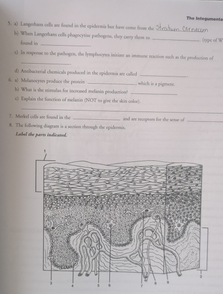 The Integumenta 
5. a) Langerhans cells are found in the epidermis but have come from the 
_ 
b) When Langerhans cells phagocytize pathogens, they carry them to _(type of W 
found in _ . 
_ 
c) In response to the pathogen, the lymphocytes initiate an immune reaction such as the production of 
. 
d) Antibacterial chemicals produced in the epidermis are called _-. 
6. a) Melanocytes produce the protein _, which is a pigment. 
b) What is the stimulus for increased melanin production?_ 
c) Explain the function of melanin (NOT to give the skin color). 
_ 
_ 
7. Merkel cells are found in the _and are receptors for the sense of_ 
8. The following diagram is a section through the epidermis. 
Label the parts indicated.