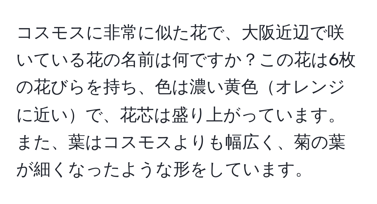 コスモスに非常に似た花で、大阪近辺で咲いている花の名前は何ですか？この花は6枚の花びらを持ち、色は濃い黄色オレンジに近いで、花芯は盛り上がっています。また、葉はコスモスよりも幅広く、菊の葉が細くなったような形をしています。