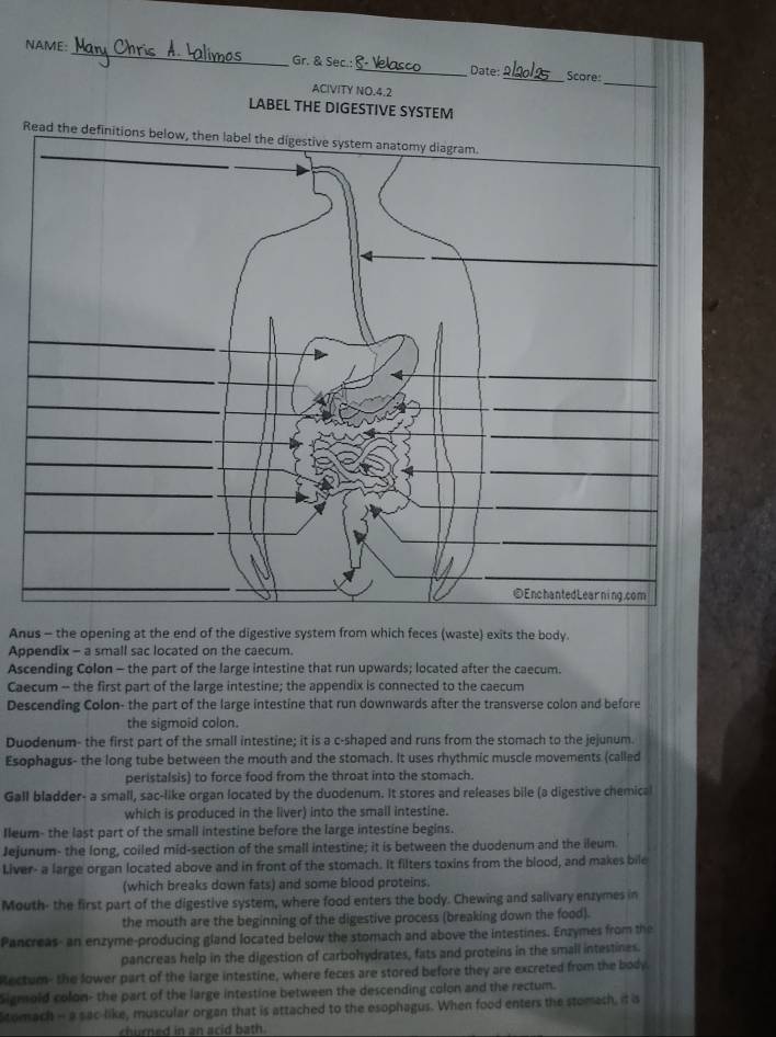 NAME:_ Gr. & Sec.: _Date:_ Score
ACIVITY NO.4.2
_
LABEL THE DIGESTIVE SYSTEM
Read the definitions 
Anus - the opening at the end of the digestive system from which feces (waste) exits the body.
Appendix - a small sac located on the caecum.
Ascending Colon - the part of the large intestine that run upwards; located after the caecum.
Caecum -- the first part of the large intestine; the appendix is connected to the caecum
Descending Colon- the part of the large intestine that run downwards after the transverse colon and before
the sigmoid colon.
Duodenum- the first part of the small intestine; it is a c-shaped and runs from the stomach to the jejunum.
Esophagus- the long tube between the mouth and the stomach. It uses rhythmic muscle movements (called
peristalsis) to force food from the throat into the stomach.
Gall bladder- a small, sac-like organ located by the duodenum. It stores and releases bile (a digestive chemica
which is produced in the liver) into the small intestine.
Ileum- the last part of the small intestine before the large intestine begins.
Jejunum- the long, coiled mid-section of the small intestine; it is between the duodenum and the ileum.
Liver- a large organ located above and in front of the stomach. It filters toxins from the blood, and makes bile
(which breaks down fats) and some blood proteins.
Mouth- the first part of the digestive system, where food enters the body. Chewing and salivary enzymes in
the mouth are the beginning of the digestive process (breaking down the food).
Pancreas- an enzyme-producing gland located below the stomach and above the intestines. Enzymes from the
pancreas help in the digestion of carbohydrates, fats and proteins in the small intestines.
Rectum- the lower part of the large intestine, where feces are stored before they are excreted from the body.
Sigmold colon- the part of the large intestine between the descending colon and the rectum.
tomach - a sac-like, muscular organ that is attached to the esophagus. When food enters the stomech, it is
churned in an acid bath.