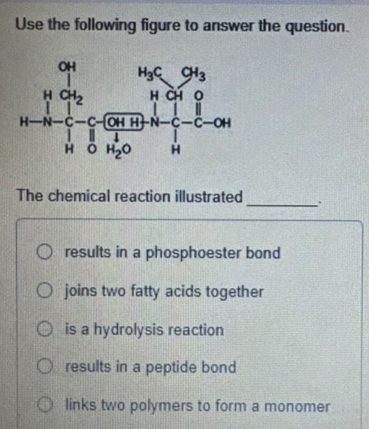 Use the following figure to answer the question.
_
The chemical reaction illustrated
results in a phosphoester bond
joins two fatty acids together
is a hydrolysis reaction
results in a peptide bond
links two polymers to form a monomer