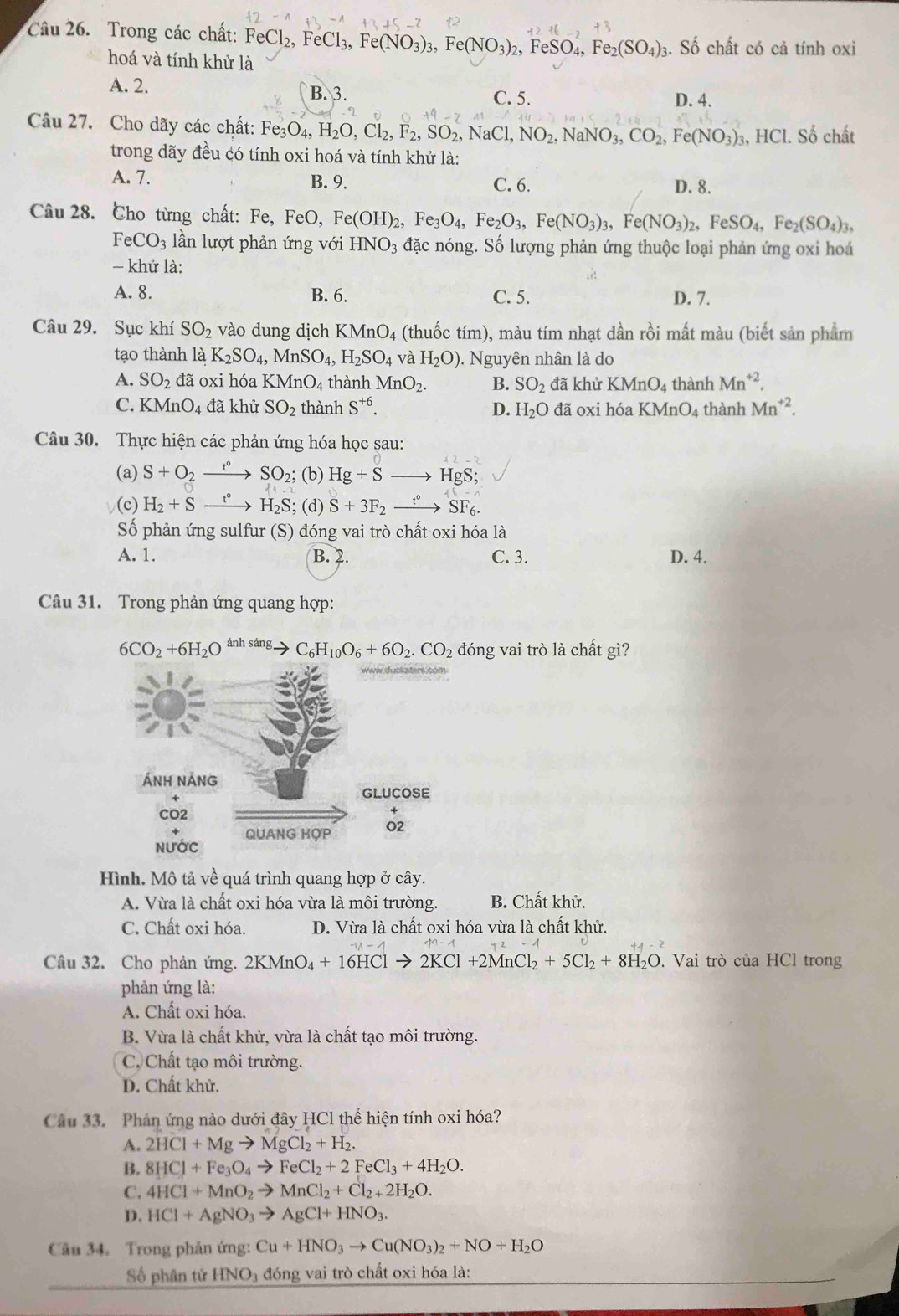 Trong các chất: FeC FeCl_2,FeCl_3,Fe(NO_3)_3,Fe(NO_3)_2,FeSO_4,Fe_2(SO_4) 3. Số chất có cả tính oxi
hoá và tính khử là
A. 2. B. 3. D. 4.
C. 5.
Câu 27. Cho dãy các chất: Fe_3O_4,H_2O,Cl_2,F_2,SO_2,NaCl,NO_2,NaNO_3,CO_2,Fe(NO_3)_3 3, HCl. Số chất
trong dãy đều có tính oxi hoá và tính khử là:
A. 7. B. 9. C. 6. D. 8.
Câu 28. Cho từng chất: Fe, FeO, Fe(OH)_2,Fe_3O_4,Fe_2O_3,Fe(NO_3)_3,Fe(NO_3)_2,FeSO_4,Fe_2(SO_4)_3,
FeCO_3 ần lượt phản ứng với HNO_3 đặc nóng. Số lượng phản ứng thuộc loại phản ứng oxi hoá
- khử là:
A. 8. B. 6. C. 5. D. 7.
Câu 29. Sục khí SO_2 vào dung dịch KMnO_4 (thuốc tím), màu tím nhạt dần rồi mất màu (biết sản phẩm
tạo thành là K_2SO_4,MnSO_4,H_2SO_4 và H_2O) ). Nguyên nhân là do
A. SO_2 đã oxi hóa KMnO. 4 thành MnO_2. B. SO_2 đã khử KMnO_4 thành Mn^(+2).
C. KMnO_4 đã khử SO_2 thành S^(+6). D. H_2O đã oxi hoaKMnO_4 thành Mn^(+2).
Câu 30. Thực hiện các phản ứng hóa học sau:
(a) S+O_2xrightarrow t°SO_2; (b) Hg+S - to HgS;
(c) H_2+S H_2S; (d) S+3F_2 xrightarrow t°SF_6.
Số phản ứng sulfur (S) đóng vai trò chất oxi hóa là
A. 1. B. 2. C. 3. D. 4.
Câu 31. Trong phản ứng quang hợp:
6CO_2+6H_2O ánh sáng C_6H_10O_6+6O_2.CO_2 đóng vai trò là chất gì?
Hình. Mô tả vhat e quá trình quang hợp ở cây.
A. Vừa là chất oxi hóa vừa là môi trường. B. Chất khử.
C. Chất oxi hóa. D. Vừa là chất oxi hóa vừa là chất khử.
Câu 32. Cho phản ứng. 2KMnO_4+16HClto 2KCl+2MnCl_2+5Cl_2+8H_2O. Vai trò của HCl trong
phản ứng là:
A. Chất oxi hóa.
B. Vừa là chất khử, vừa là chất tạo môi trường.
C. Chất tạo môi trường.
D. Chất khử.
Câu 33. Phản ứng nào dưới đây HCl thể hiện tính oxi hóa?
A. 2HCl+Mgto MgCl_2+H_2.
B. 8HCl+Fe_3O_4to FeCl_2+2FeCl_3+4H_2O.
C. 4HCl+MnO_2to MnCl_2+Cl_2+2H_2O.
D. HCl+AgNO_3to AgCl+HNO_3.
Câu 34. Trong phân ứng: Cu+HNO_3to Cu(NO_3)_2+NO+H_2O
Số phân tử HNO đóng vai trò chất oxi hóa là: