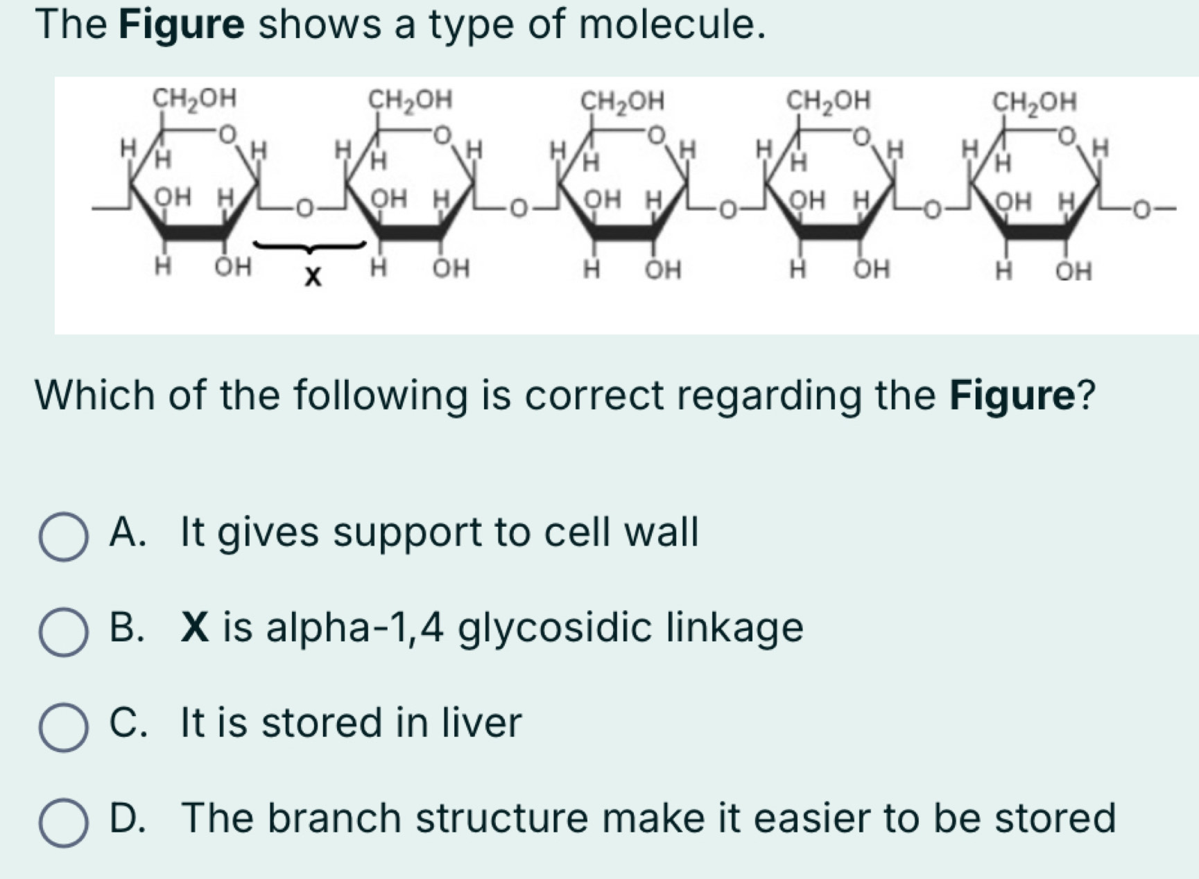 The Figure shows a type of molecule.
Which of the following is correct regarding the Figure?
A. It gives support to cell wall
B. X is alpha-1,4 glycosidic linkage
C. It is stored in liver
D. The branch structure make it easier to be stored