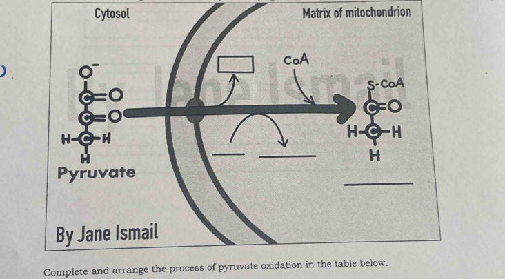 Cytosol Matrix of mitochondrion
Complete and arrange the process of pyruvate oxidation in the table below.