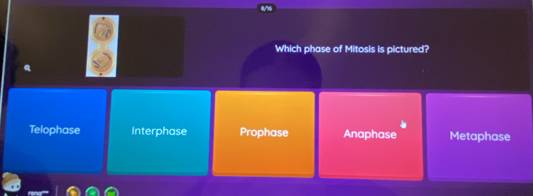 Which phase of Mitosis is pictured?
Telophase Interphase Prophase Anaphase Metaphase