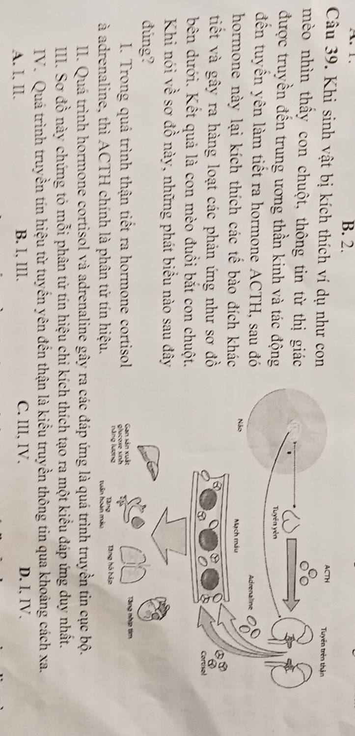 B. 2.
Câu 39. Khi sinh vật bị kích thích ví dụ như con
mèo nhìn thấy con chuột, thông tin từ thị giác
được truyền đến trung ương thần kinh và tác động
đến tuyến yên làm tiết ra hormone ACTH, sau đó
hormone này lại kích thích các tế bào đích khác
tiết và gây ra hàng loạt các phản ứng như sơ đồ
bên dưới. Kết quả là con mèo đuổi bắt con chuột.
Khi nói về sơ đồ này, những phát biểu nào sau đây
đúng?
I. Trong quá trình thận tiết ra hormone cortisol
à adrenaline, thì ACTH chính là phân tử tín hiệu. 
II. Quá trình hormone cortisol và adrenaline gây ra các đáp ứng là quá trình truyền tin cục bộ.
III. Sơ đồ này chứng tỏ mỗi phân tử tín hiệu chi kích thích tạo ra một kiểu đáp ứng duy nhất.
IV. Quá trình truyền tín hiệu từ tuyến yên đến thận là kiểu truyền thông tin qua khoảng cách xa.
A. I, II. B. I, III. C. III, IV. D. I, IV.
