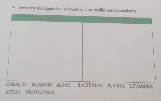 Arrastra los siguientes elementos a su casilla correspondien 
SETAS PROTOZOOS