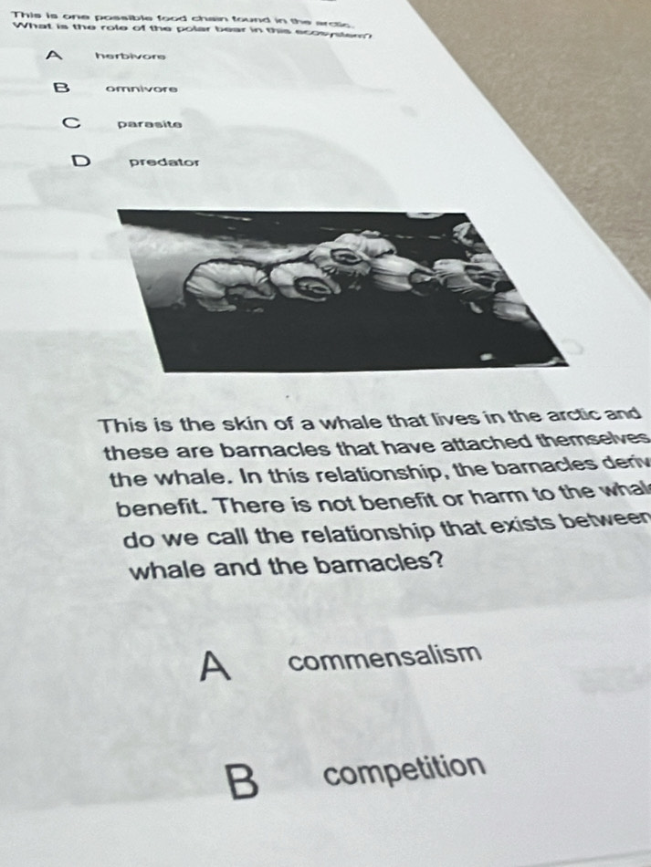 This is one possible food chain found in the arcic.
What is the role of the polar bear in this ecosyler?
herbivore
omnivore
parasite
predator
This is the skin of a whale that lives in the arctic and
these are barnacles that have attached themselves
the whale. In this relationship, the baracles deriv
benefit. There is not benefit or harm to the whal
do we call the relationship that exists between
whale and the bamacles?
A commensalism
B competition