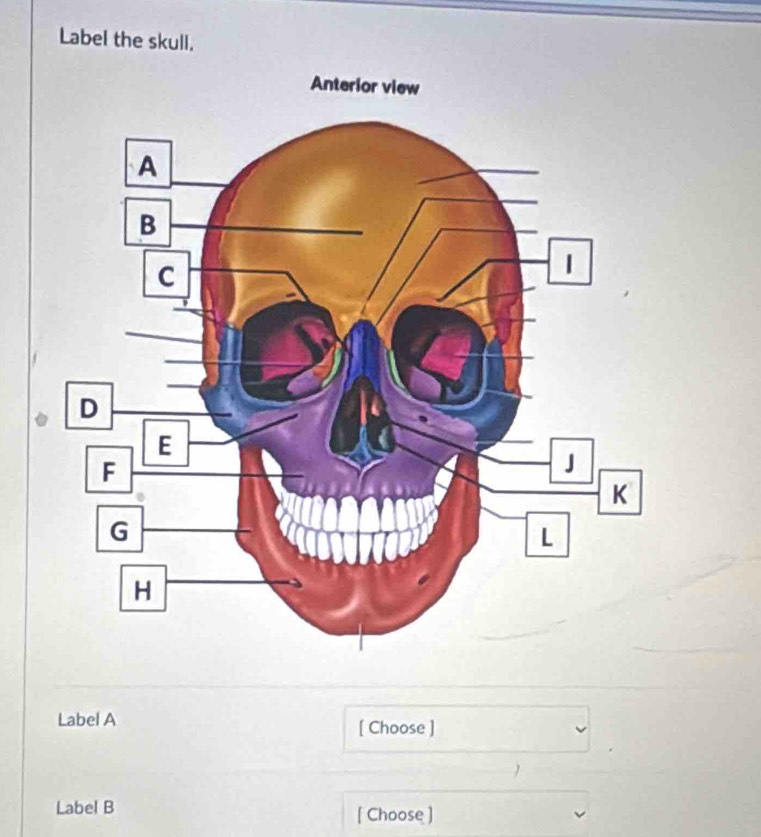 Label the skull. 
Label A [ Choose ] 
 
Label B [ Choose ]