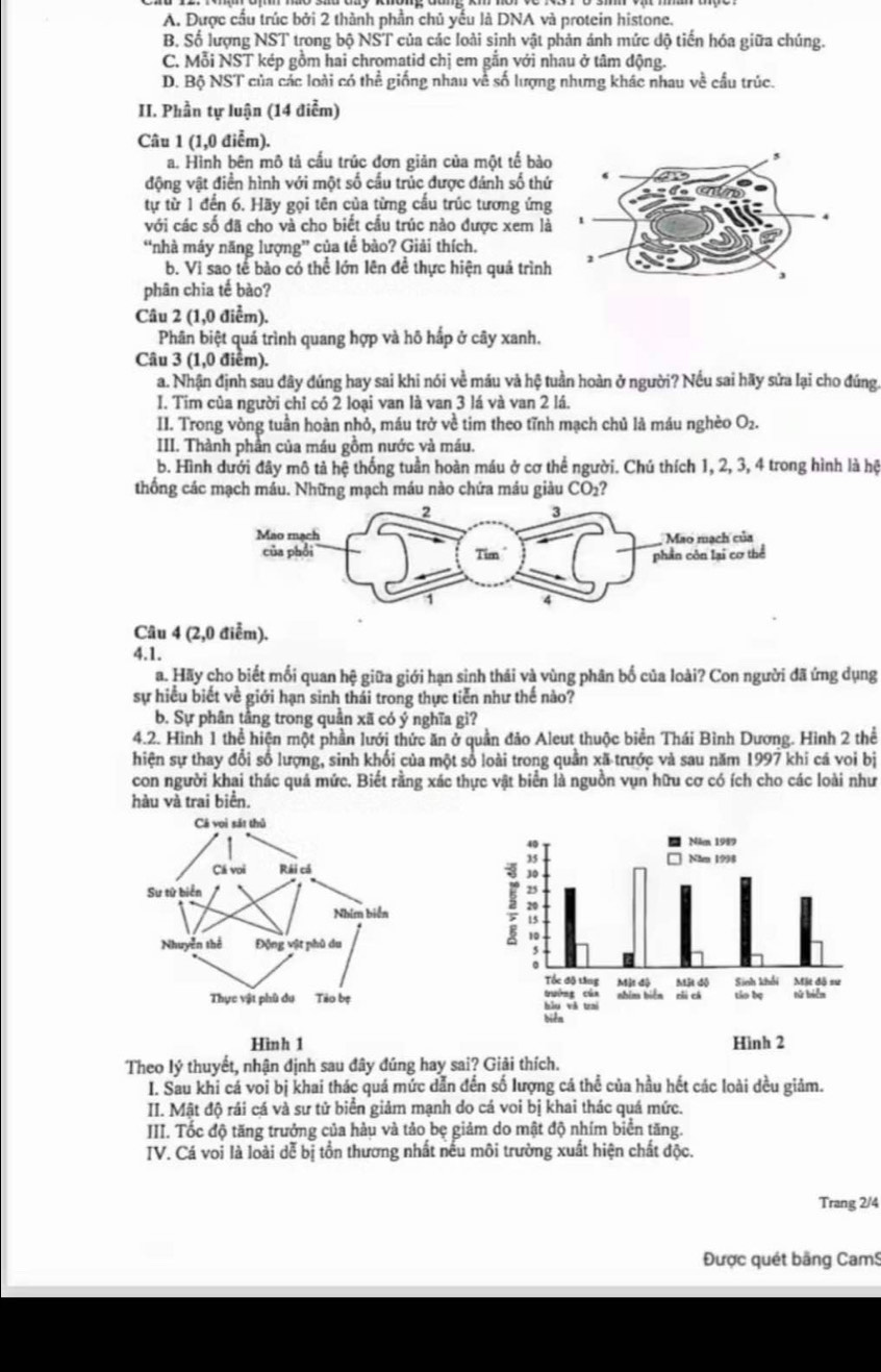 A. Được cầu trúc bởi 2 thành phần chủ yếu là DNA và protein histone.
B. Số lượng NST trong bộ NST của các loài sinh vật phản ánh mức độ tiến hóa giữa chúng.
C. Mỗi NST kép gồm hai chromatid chị em gẫn với nhau ở tâm động.
D. Bộ NST của các loài có thể giống nhau về số lượng nhưng khác nhau về cầu trúc.
II. Phần tự luận (14 điễm)
Câu 1 (1,0 điểm).
a. Hình bên mô tả cầu trúc đơn giản của một tế bào
động vật điền hình với một số cầu trúc được đánh số thứ
tự từ 1 đến 6. Hãy gọi tên của từng cầu trúc tương ứng
với các số đã cho và cho biết cầu trúc nào được xem là
“nhà máy năng lượng” của tê bào? Giải thích.
b. Vi sao tế bào có thể lớn lên để thực hiện quả trình
phân chia tế bào?
Câu 2 (1,0 điểm).
Phân biệt quá trình quang hợp và hô hấp ở cây xanh.
Câu 3 (1,0 điểm).
a. Nhận định sau đây đúng hay sai khi nói về máu và hệ tuần hoàn ở người? Nếu sai hãy sửa lại cho đúng.
I. Tim của người chỉ có 2 loại van là van 3 lá và van 2 lá.
II. Trong vòng tuần hoàn nhỏ, máu trở về tim theo tĩnh mạch chủ là máu nghèo O_2.
III. Thành phần của máu gồm nước và máu.
b. Hình dưới đây mô tả hệ thống tuần hoàn máu ở cơ thể người. Chú thích 1, 2, 3, 4 trong hình là hệ
thống các mạch máu. Những mạch máu nào chứa máu giàu CO2?
Câu 4 
4.1.
a. Hãy cho biết mối quan hệ giữa giới hạn sinh thái và vùng phân bố của loài? Con người đã ứng dụng
sự hiểu biết về giới hạn sinh thái trong thực tiến như thế nào?
b. Sự phân tầng trong quân xã có ý nghĩa gì?
4.2. Hình 1 thể hiện một phần lưới thức ăn ở quần đảo Aleut thuộc biển Thái Bình Dương. Hình 2 thể
hiện sự thay đổi số lượng, sinh khối của một số loài trong quân xã trước và sau năm 1997 khi cá voi bị
con người khại thác quá mức. Biết rằng xác thực vật biển là nguồn vụn hữu cơ có ích cho các loài như
hàu và trai biển,
 
Theo lý thuyết, nhận định sau đây đúng hay sai? Giải thích.
I. Sau khi cá voi bị khai thác quá mức dẫn đến số lượng cá thể của hầu hết các loài dều giảm.
II. Mật độ rái cá và sư tử biển giảm mạnh do cá voi bị khai thác quá mức.
III. Tốc độ tăng trưởng của hàu và tảo bẹ giảm do mật độ nhím biển tăng.
IV. Cá voi là loài dễ bị tồn thương nhất nếu môi trường xuất hiện chất độc.
Trang 2/4
Được quét bãng CamS