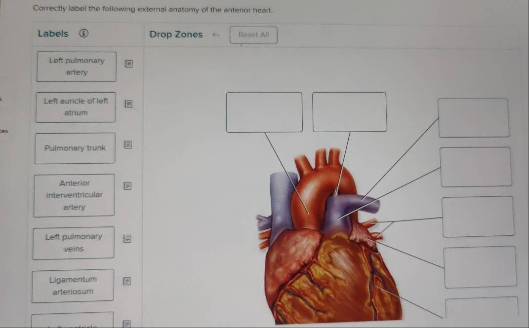 Solved: Correctly label the following external anatomy of the anterior ...