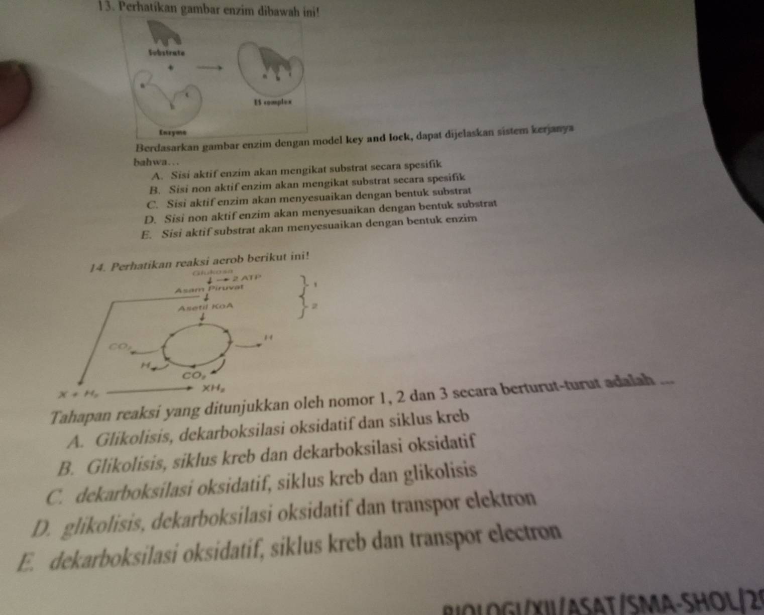 Perhatíkan gambar enzim dibawah ini!
Berdasarkan gambar enzim dengan mdel key and Iock, dapat dijelaskan sistem kerjanya
bahwa…
A. Sisi aktif enzim akan mengikat substrat secara spesifik
B. Sisi non aktif enzim akan mengikat substrat secara spesifik
C. Sisi aktif enzim akan menyesuaikan dengan bentuk substrat
D. Sisi non aktif enzim akan menyesuaikan dengan bentuk substrat
E. Sisi aktif substrat akan menyesuaikan dengan bentuk enzim
atikan reaksi aerob berikut ini!
2
Tahapan reaksi yang ditunjukkaeh nomor 1, 2 dan 3 secara berturut-turut adalah ...
A. Glikolisis, dekarboksilasi oksidatif dan siklus kreb
B. Glikolisis, siklus kreb dan dekarboksilasi oksidatif
C. dekarboksilasi oksidatif, siklus kreb dan glikolisis
D. glikolisis, dekarboksilasi oksidatif dan transpor elektron
E. dekarboksilasi oksidatif, siklus kreb dan transpor electron
BIOLOGL/XI1/ASAT/SMA-SHOL/29