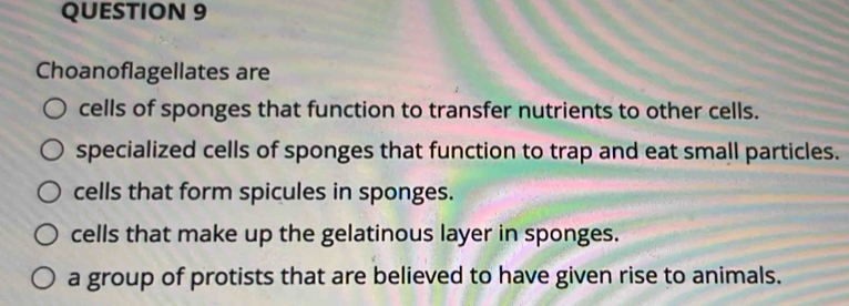 Choanoflagellates are
cells of sponges that function to transfer nutrients to other cells.
specialized cells of sponges that function to trap and eat small particles.
cells that form spicules in sponges.
cells that make up the gelatinous layer in sponges.
a group of protists that are believed to have given rise to animals.