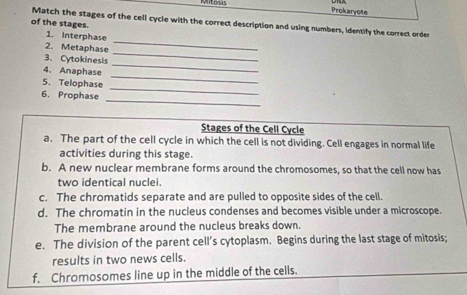 Mitosis DNA 
Prokaryote 
Match the stages of the cell cycle with the correct description and using numbers, identify the correct order 
of the stages. 
1. Interphase 
_ 
2. Metaphase 
_ 
_ 
3、Cytokinesis 
_ 
4. Anaphase 
_ 
5. Telophase 
_ 
6. Prophase 
Stages of the Cell Cycle 
a. The part of the cell cycle in which the cell is not dividing. Cell engages in normal life 
activities during this stage. 
b. A new nuclear membrane forms around the chromosomes, so that the cell now has 
two identical nuclei. 
c. The chromatids separate and are pulled to opposite sides of the cell. 
d. The chromatin in the nucleus condenses and becomes visible under a microscope. 
The membrane around the nucleus breaks down. 
e. The division of the parent cell’s cytoplasm. Begins during the last stage of mitosis; 
results in two news cells. 
f. Chromosomes line up in the middle of the cells.