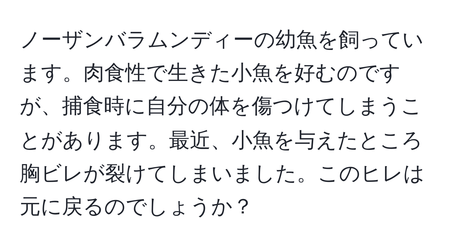 ノーザンバラムンディーの幼魚を飼っています。肉食性で生きた小魚を好むのですが、捕食時に自分の体を傷つけてしまうことがあります。最近、小魚を与えたところ胸ビレが裂けてしまいました。このヒレは元に戻るのでしょうか？