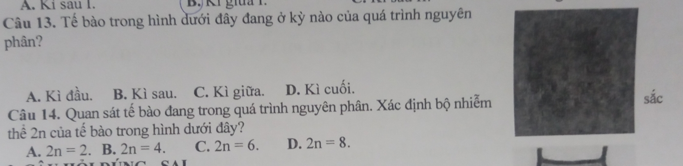 Ki sau I. B, Ki gia 1
Câu 13. Tế bào trong hình dưới đây đang ở kỳ nào của quá trình nguyên
phân?
A. Kì đầu. B. Kì sau. C. Kì giữa. D. Kì cuối. sắc
Câu 14. Quan sát tế bào đang trong quá trình nguyên phân. Xác định bộ nhiễm
thể 2n của tế bào trong hình dưới đây?
A. 2n=2 B. 2n=4. C. 2n=6. D. 2n=8.