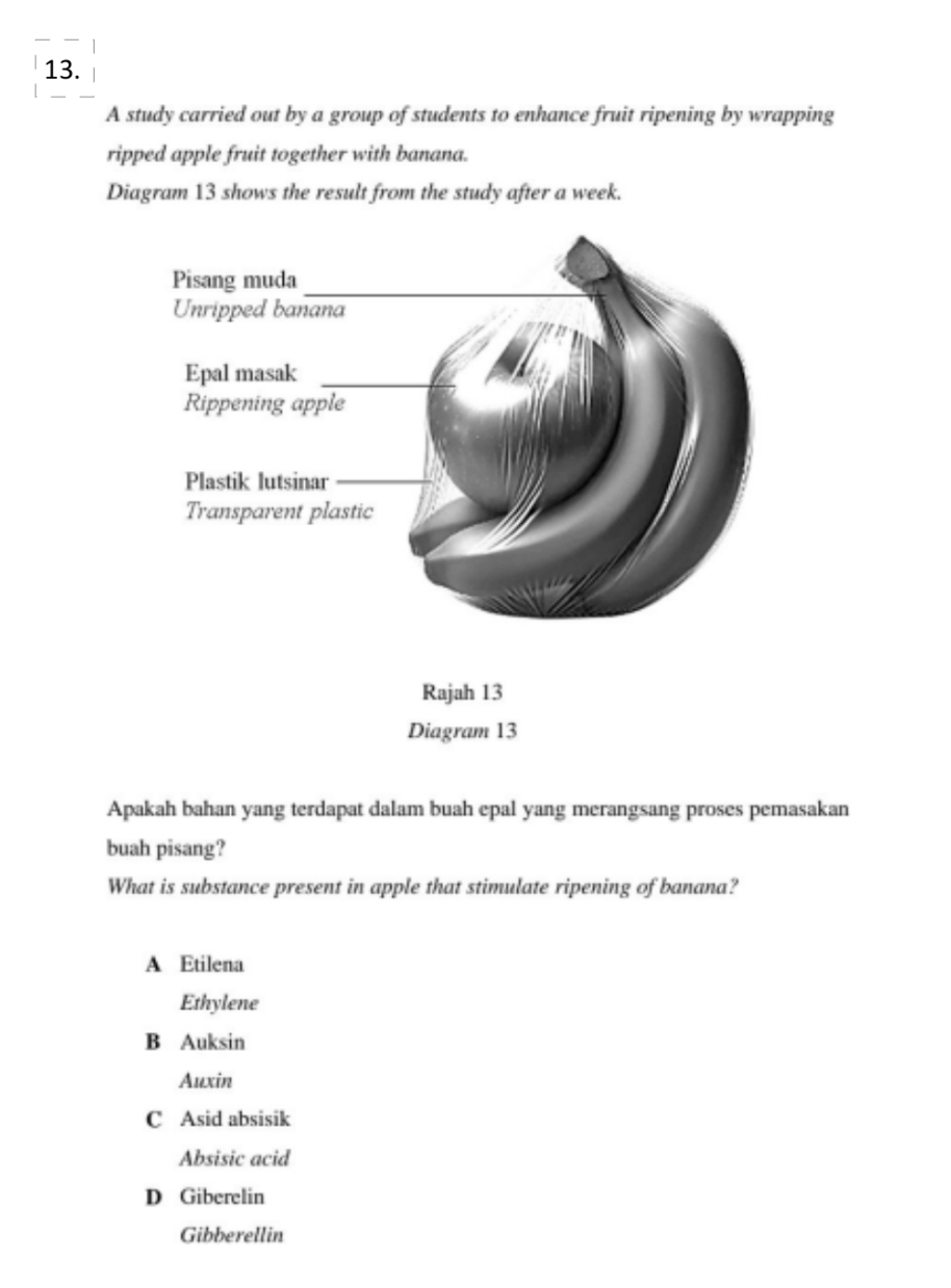 A study carried out by a group of students to enhance fruit ripening by wrapping
ripped apple fruit together with banana.
Diagram 13 shows the result from the study after a week.
Rajah 13
Diagram 13
Apakah bahan yang terdapat dalam buah epal yang merangsang proses pemasakan
buah pisang?
What is substance present in apple that stimulate ripening of banana?
A Etilena
Ethylene
B Auksin
Auxin
C Asid absisik
Absisic acid
D Giberelin
Gibberellin