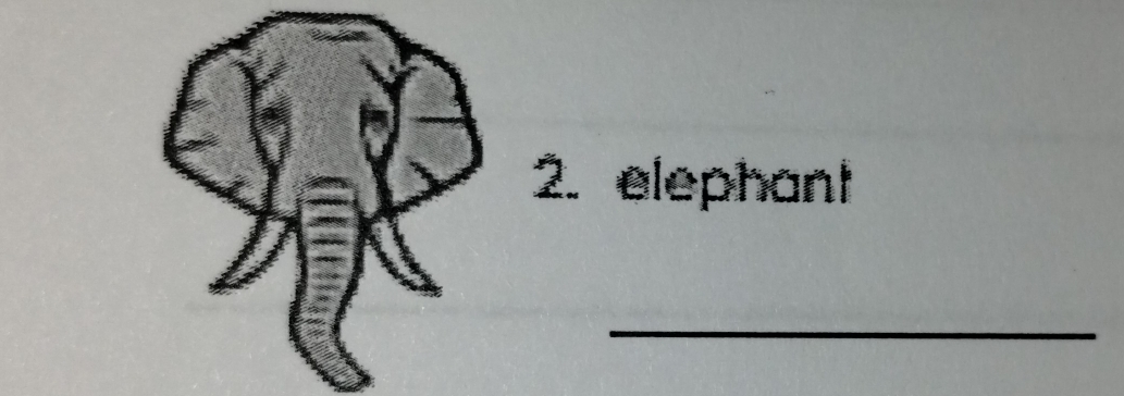 elephant 
_