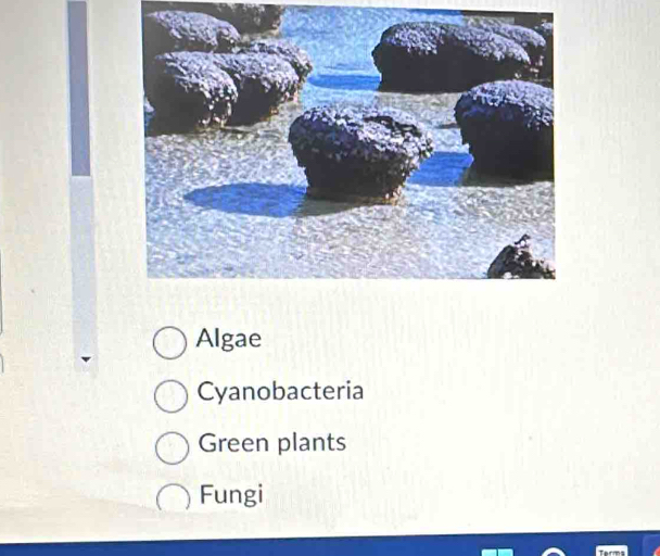 Algae 
Cyanobacteria 
Green plants 
Fungi