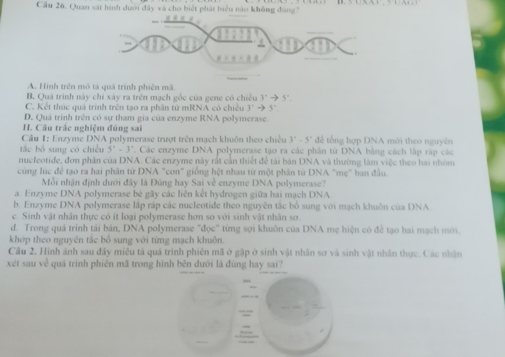 Cầu 26. Quan sát hình dưới đây và cho biết phát biểu nào không đúng?
A. Hình trên mô tả quá trình phiên mã.
B. Quá trình này chỉ xáy ra trên mạch gốc của gene có chiều 3'to 5'.
C. Kết thúc quá trình trên tạo ra phần tử mRNA có chiều 3^,to 5'.
D. Quá trình trên có sự tham gia của enzyme RNA polymerase.
H. Câu trắc nghiệm đúng sai
Cầu 1: Enzyme DNA polymerase trượt trên mạch khuôn theo chiều 3'-5' để tổng hợp DNA mới theo nguyên
tắc bổ sung có chiều 5'-3'. Các enzyme DNA polymerase tạo ra các phần tử DNA bằng cách lập rập các
nucleotide, đơn phân của DNA. Các enzyme này rất cần thiết để tái bản DNA và thường làm việc theo hai nhóm
cùng lúc để tạo ra hai phân tử DNA "con" giống hệt nhau từ một phân từ DNA "mẹ" ban đầu.
Mỗi nhận định dưới đây là Đủng hay Sai về enzyme DNA polymerase?
a. Enzyme DNA polymerase bé gãy các liên kết hydrogen giữa hai mạch DNA.
b. Enzyme DNA polymerase lắp ráp các nucleotide theo nguyên tắc bố sung với mạch khuôn của DNA.
c. Sinh vật nhân thực có ít loại polymerase hơn so với sinh vật nhân sơ.
d. Trong quá trình tái bản, DNA polymerase "đọc" từng sợi khuôn của DNA mẹ hiện có để tạo hai mạch mới,
khớp theo nguyên tắc bổ sung với từng mạch khuôn.
Câu 2. Hình ảnh sau đây miêu tả quá trình phiên mã ở gặp ở sinh vật nhân sơ và sinh vật nhân thực. Các nhận
xét sau về quá trình phiên mã trong hình bên dưới là đúng hay sai?
m