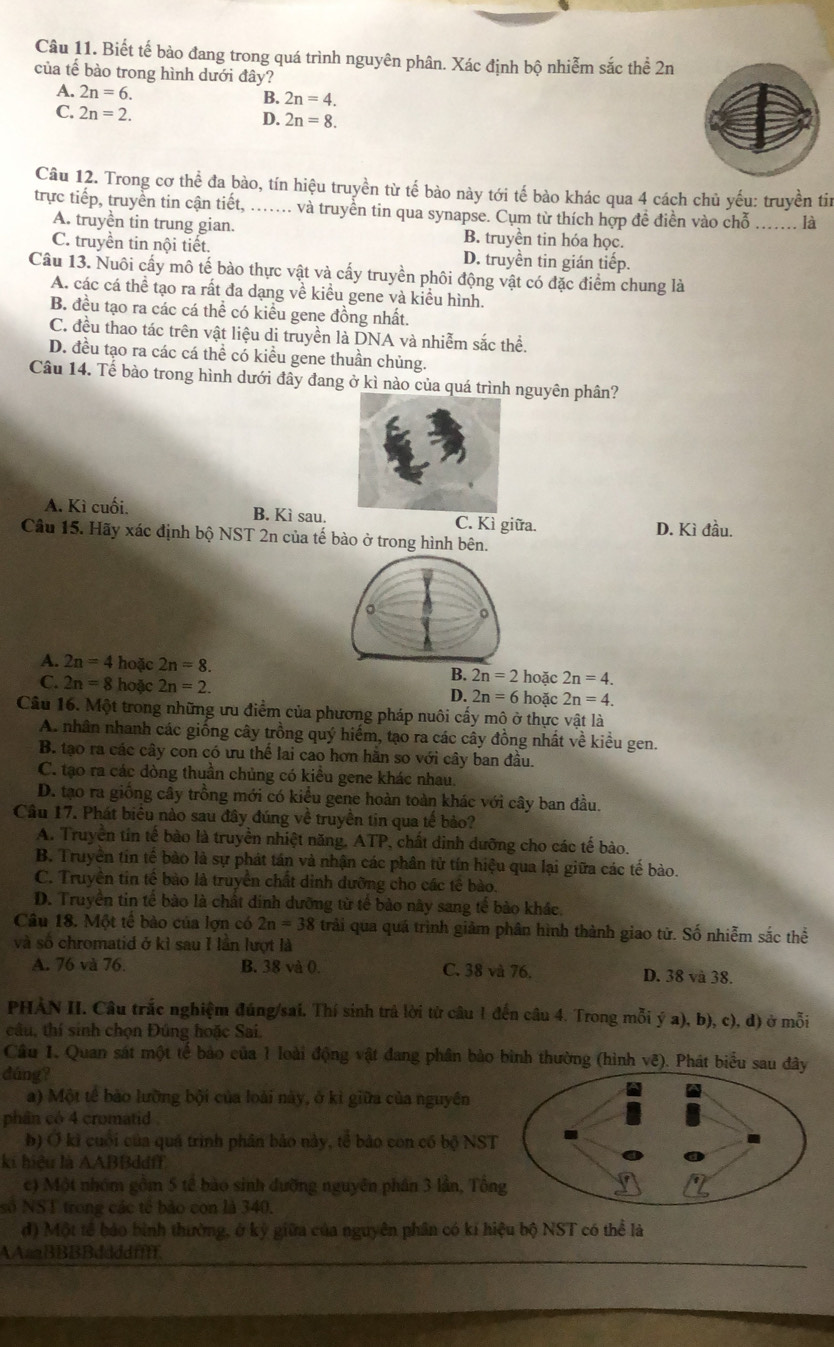 Biết tế bào đang trong quá trình nguyên phân. Xác định bộ nhiễm sắc thể 2n
của tế bào trong hình dưới đây?
A. 2n=6. B. 2n=4.
C. 2n=2. D. 2n=8.
Câu 12. Trong cơ thể đa bào, tín hiệu truyền từ tế bào này tới tế bào khác qua 4 cách chủ yếu: truyền ti
trực tiếp, truyền tin cận tiết, ....... và truyển tin qua synapse. Cụm từ thích hợp đề điền vào chỗ ....... là
A. truyền tin trung gian. B. truyền tin hóa học.
C. truyền tin nội tiết. D. truyền tin gián tiếp.
Câu 13. Nuôi cấy mô tế bào thực vật và cấy truyền phối động vật có đặc điểm chung là
A. các cá thể tạo ra rất đa dạng về kiều gene và kiều hình.
B. đều tạo ra các cá thể có kiểu gene đồng nhất.
C. đều thao tác trên vật liệu di truyền là DNA và nhiễm sắc thể.
D. đều tạo ra các cá thể có kiều gene thuần chủng.
Câu 14. Tế bào trong hình dưới đây đang ở kì nào của quá trình nguyên phân?
A. Kì cuối. B. Kì sau.C. Kì giữa.
Câu 15. Hãy xác định bộ NST 2n của tế bào ở trong hình bên. D. Kì đầu.
A. 2n=4 hoặc 2n=8. hoặc 2n=4.
B. 2n=2
C. 2n=8 hoặc 2n=2.
D. 2n=6 hoặc 2n=4.
Câu 16. Một trong những ưu điểm của phương pháp nuôi cấy mô ở thực vật là
A. nhân nhanh các giống cây trồng quý hiểm, tạo ra các cây đồng nhất về kiều gen.
B. tạo ra các cây con có ưu thể lai cao hơn hằn so với cây ban đầu.
C. tạo ra các đòng thuần chủng có kiều gene khác nhau.
D. tạo ra giống cây trồng mới có kiểu gene hoàn toàn khác với cây ban đầu.
Câu 17. Phát biêu nào sau đây đúng về truyền tin qua tế bảo?
A. Truyền tin tế bào là truyền nhiệt năng, ATP, chất dinh dưỡng cho các tế bào.
B. Truyền tín tế bào là sự phát tán và nhận các phân tử tín hiệu qua lại giữa các tế bào.
C. Truyên tin tế bảo là truyền chất dình dưỡng cho các tế bào.
D. Truyền tin tế bào là chất đinh dưỡng từ tế bảo này sang tế bảo khác.
Câu 18. Một tế bào của lợn có 2n=38 trải qua quá trình giảm phân hình thành giao từ. Số nhiễm sắc thể
và số chromatid ở kì sau I lần lượt là
A. 76 và 76. B. 38 và 0. C. 38 và 76. D. 38 và 38.
PHẢN II. Câu trắc nghiệm đúng/sai. Thí sinh trả lời từ câu 1 đến câu 4. Trong mỗi ý a), b), c), d) ở mỗi
câu, thí sinh chọn Đúng hoặc Sai.
Câu 1. Quan sát một tế bảo của 1 loài động vật đang phân bào bình thường (hình vẽ). Phát biểu sau đây
dáng?
a) Một tế bào lưỡng bội của loài này, ở kì giữa của nguyên
phân có 4 cromatid
b) Ở ki cuội của quá trình phân bảo này, tổ bảo con có bộ NST
ki hiệu là AABBddff
c) Một nhóm gồm 5 tế bào sinh đưỡng nguyên phân 3 lần, Tổn
số NST trong các tế bảo con là 340.
d) Một tế báo bình thường, ở kỳ giữa của nguyên phân có kí hiệu bộ NST có thể là
AAaBBBBddddffff.