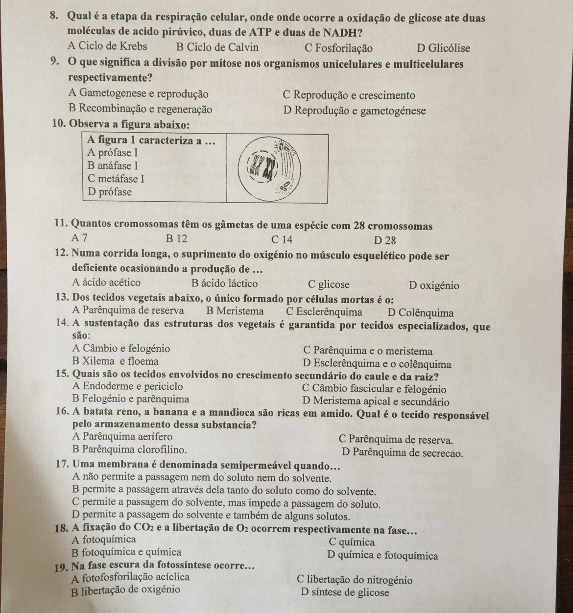 Qual é a etapa da respiração celular, onde onde ocorre a oxidação de glicose ate duas
moléculas de acido pirúvico, duas de ATP e duas de NADH?
A Ciclo de Krebs B Ciclo de Calvin C Fosforilação D Glicólise
9. O que significa a divisão por mitose nos organismos unicelulares e multicelulares
respectivamente?
A Gametogenese e reprodução C Reprodução e crescimento
B Recombinação e regeneração D Reprodução e gametogénese
10. Observa a figura abaixo:
11. Quantos cromossomas têm os gâmetas de uma espécie com 28 cromossomas
A 7 B 12 C 14 D 28
12. Numa corrida longa, o suprimento do oxigénio no músculo esquelético pode ser
deficiente ocasionando a produção de ...
A ácido acético B ácido láctico C glicose D oxigénio
13. Dos tecidos vegetais abaixo, o único formado por células mortas é o:
A Parênquima de reserva B Meristema C Esclerênquima D Colênquima
14. A sustentação das estruturas dos vegetais é garantida por tecidos especializados, que
são:
A Câmbio e felogénio C Parênquima e o meristema
B Xilema e floema D Esclerênquima e o colênquima
15. Quais são os tecidos envolvidos no crescimento secundário do caule e da raiz?
A Endoderme e periciclo C Câmbio fascicular e felogénio
B Felogénio e parênquima D Meristema apical e secundário
16. A batata reno, a banana e a mandioca são ricas em amido. Qual é o tecido responsável
pelo armazenamento dessa substancia?
A Parênquima aerífero C Parênquima de reserva.
B Parênquima clorofilino. D Parênquima de secrecao.
17. Uma membrana é denominada semipermeável quando.
A não permite a passagem nem do soluto nem do solvente.
B permite a passagem através dela tanto do soluto como do solvente.
C permite a passagem do solvente, mas impede a passagem do soluto.
D permite a passagem do solvente e também de alguns solutos.
18. A fixação do CO_2 e a libertação de O_2 ocorrem respectivamente na fase…
A fotoquímica C química
B fotoquímica e química D química e fotoquímica
19. Na fase escura da fotossíntese ocorre…
A fotofosforilação acíclica C libertação do nitrogénio
B libertação de oxigénio D síntese de glicose