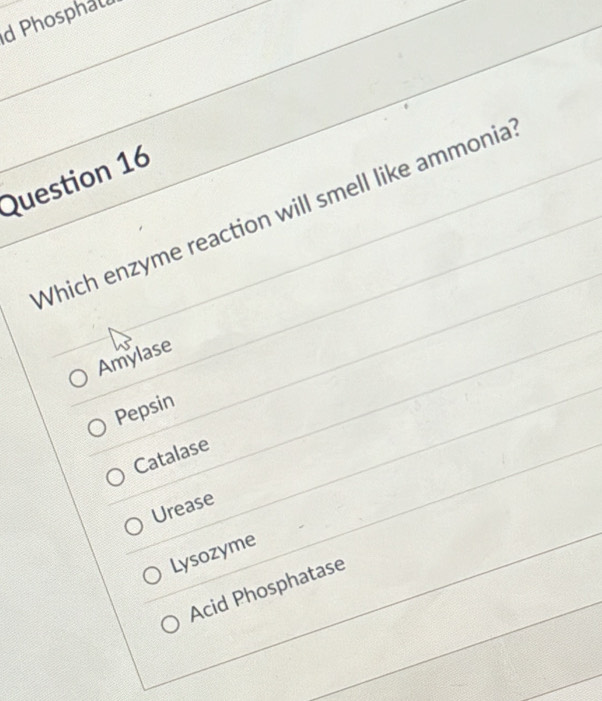 Phosphall
Question 16
Which enzyme reaction will smell like ammonia
Amylase
Pepsin
Catalase
Urease
Lysozyme
Acid Phosphatase