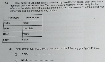 Coat colour in Labrador dogs is controlled by two different genes. Each gene has a 
dominant and a recessive allele. The two genes are inherited independently but the 
effects of the alleles interact to produce three different coat colours. The table gives four 
genotypes and the phenotypes they produce. 
(a) What colour coat would you expect each of the following genotypes to give? 
(i) BBEe_ 
(ii) bbEE_