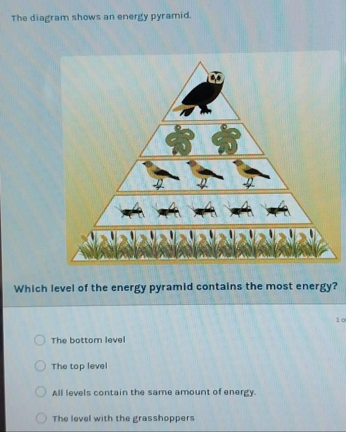 Solved: The diagram shows an energy pyramid. Which level of the energy ...