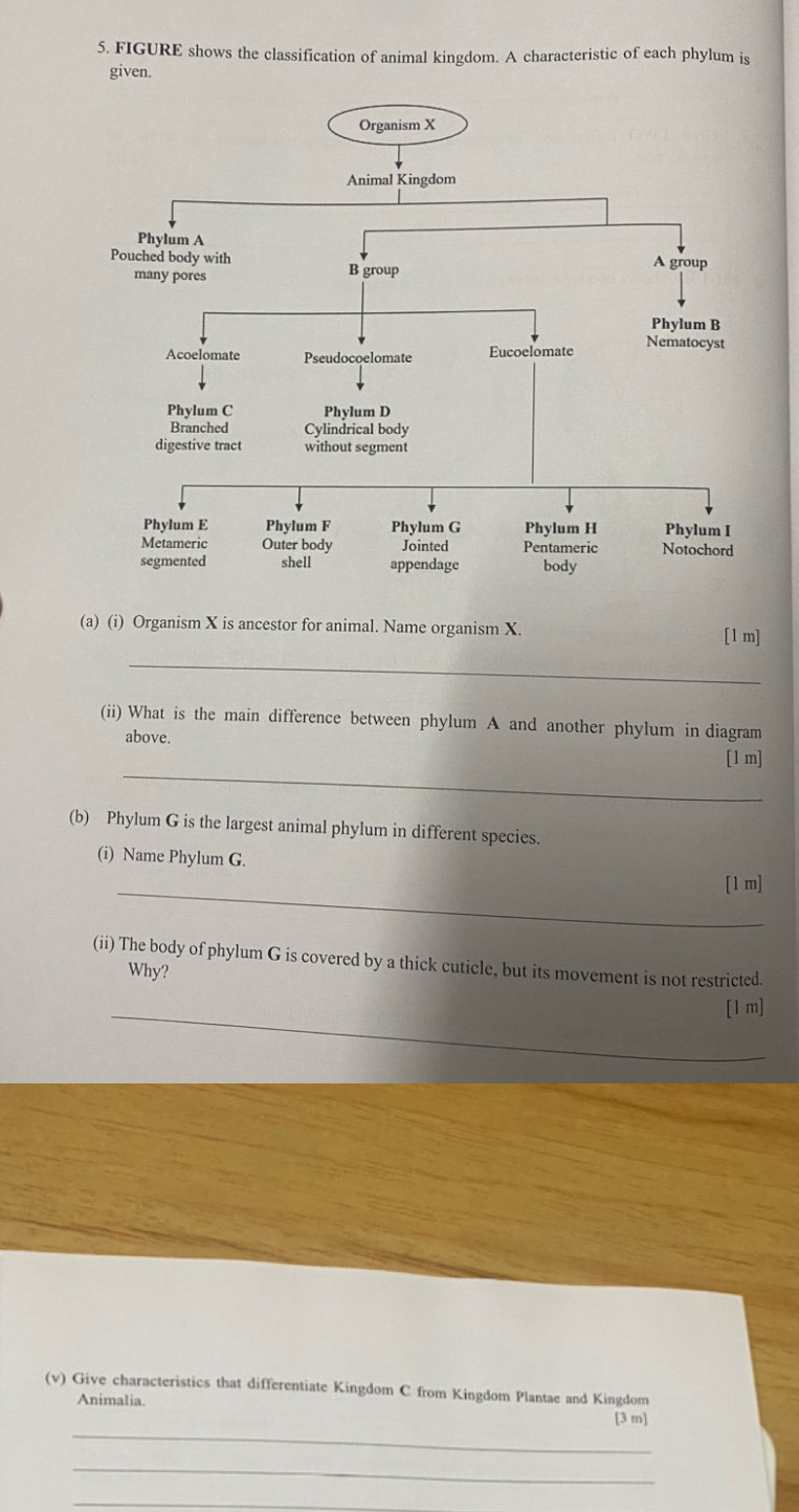 FIGURE shows the classification of animal kingdom. A characteristic of each phylum is 
given. 
(a) (i) Organism X is ancestor for animal. Name organism X. 
[1 m] 
_ 
(ii) What is the main difference between phylum A and another phylum in diagram 
above. 
_ 
[1 m] 
(b) Phylum G is the largest animal phylum in different species. 
(i) Name Phylum G. 
_[1 m] 
(ii) The body of phylum G is covered by a thick cuticle, but its movement is not restricted. 
Why? 
_[1 m] 
(v) Give characteristics that differentiate Kingdom C from Kingdom Plantae and Kingdom 
Animalia. 
_ 
[3 m] 
_ 
_