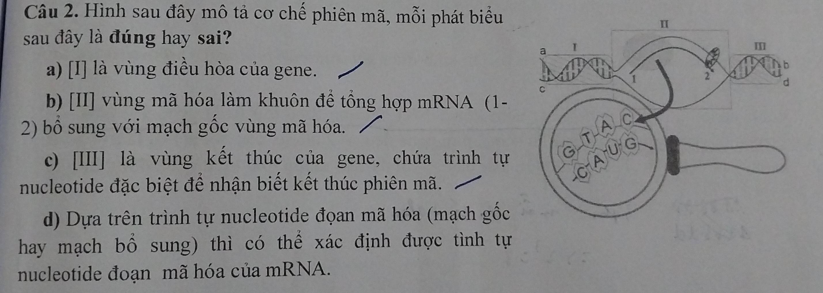 Hình sau đây mô tả cơ chế phiên mã, mỗi phát biểu
sau đây là đúng hay sai?
a) [I] là vùng điều hòa của gene.
b) [II] vùng mã hóa làm khuôn để tổng hợp mRNA (1-
2) bổ sung với mạch gốc vùng mã hóa.
c) [III] là vùng kết thúc của gene, chứa trình tự
nucleotide đặc biệt để nhận biết kết thúc phiên mã.
d) Dựa trên trình tự nucleotide đọan mã hóa (mạch gốc
hay mạch bổ sung) thì có thể xác định được tình tự
nucleotide đoạn mã hóa của mRNA.