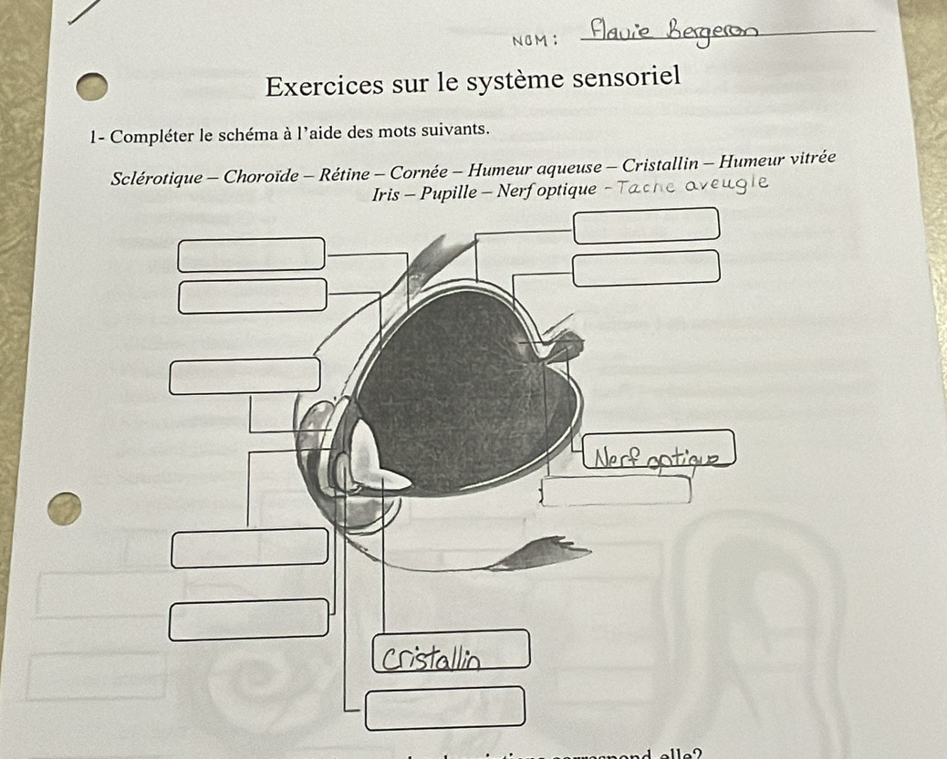 Exercices sur le système sensoriel 
1- Compléter le schéma à l'aide des mots suivants. 
Sclérotique - Choroïde - Rétine - Cornée - Humeur aqueuse - Cristallin - Humeur vitrée 
Iris - Pupille - Nerf optique -