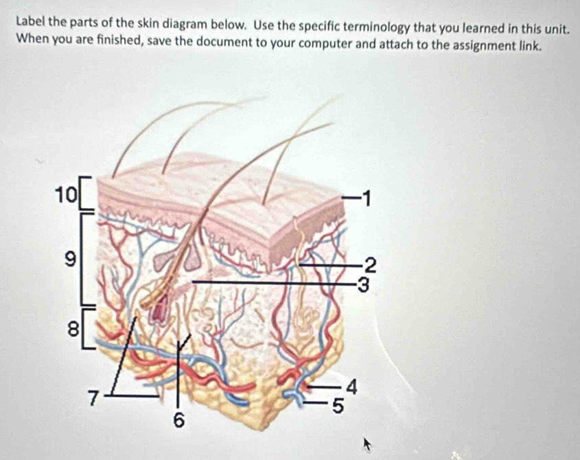 Solved: Label the parts of the skin diagram below. Use the specific ...