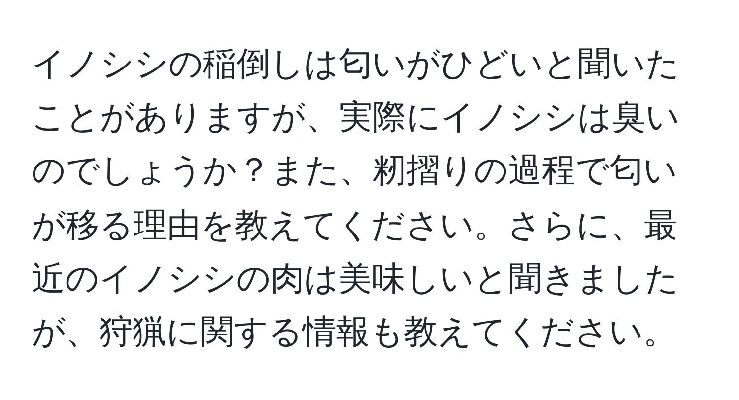 イノシシの稲倒しは匂いがひどいと聞いたことがありますが、実際にイノシシは臭いのでしょうか？また、籾摺りの過程で匂いが移る理由を教えてください。さらに、最近のイノシシの肉は美味しいと聞きましたが、狩猟に関する情報も教えてください。