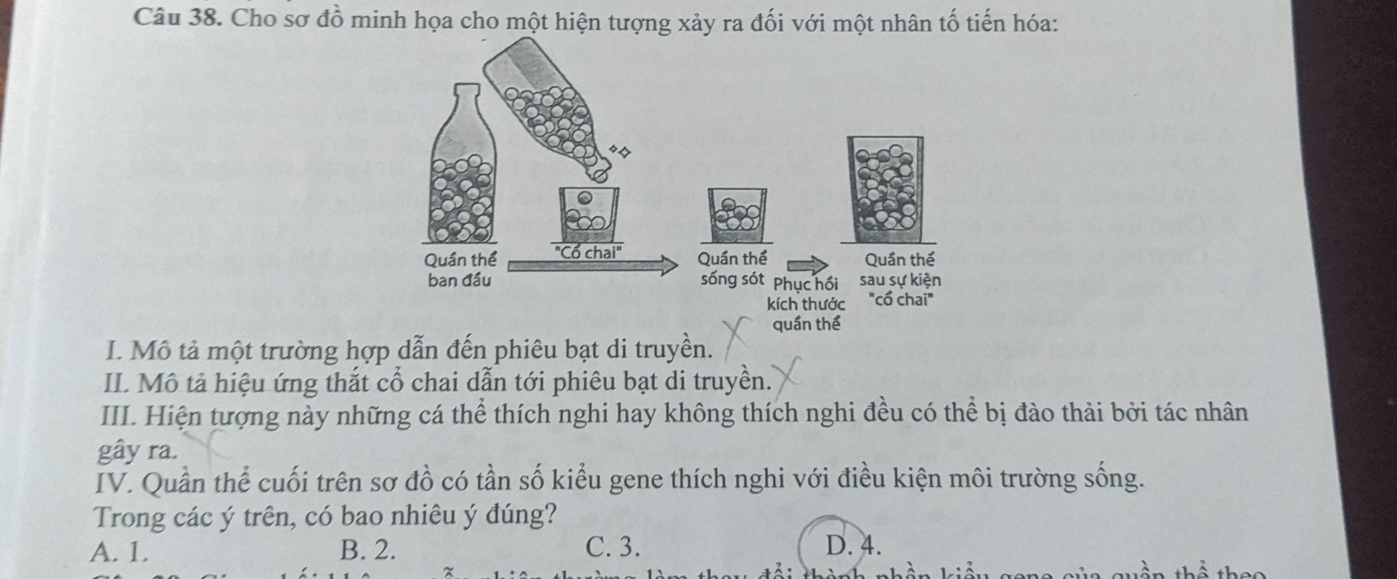 Cho sơ đồ minh họa cho một hiện tượng xảy ra đối với một nhân tố tiến hóa:
I. Mô tả một trường hợp dẫn đến phiêu bạt di truyền.
IIL. Mô tả hiệu ứng thắt cổ chai dẫn tới phiêu bạt di truyền.
III. Hiện tượng này những cá thể thích nghi hay không thích nghi đều có thể bị đào thải bởi tác nhân
gây ra.
IV. Quần thể cuối trên sơ đồ có tần số kiểu gene thích nghi với điều kiện môi trường sống.
Trong các ý trên, có bao nhiêu ý đúng?
A. 1. B. 2. C. 3. D. 4.
hổ thac