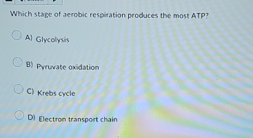 Which stage of aerobic respiration produces the most ATP?
A Glycolysis
B) Pyruvate oxidation
C) Krebs cycle
D) Electron transport chain