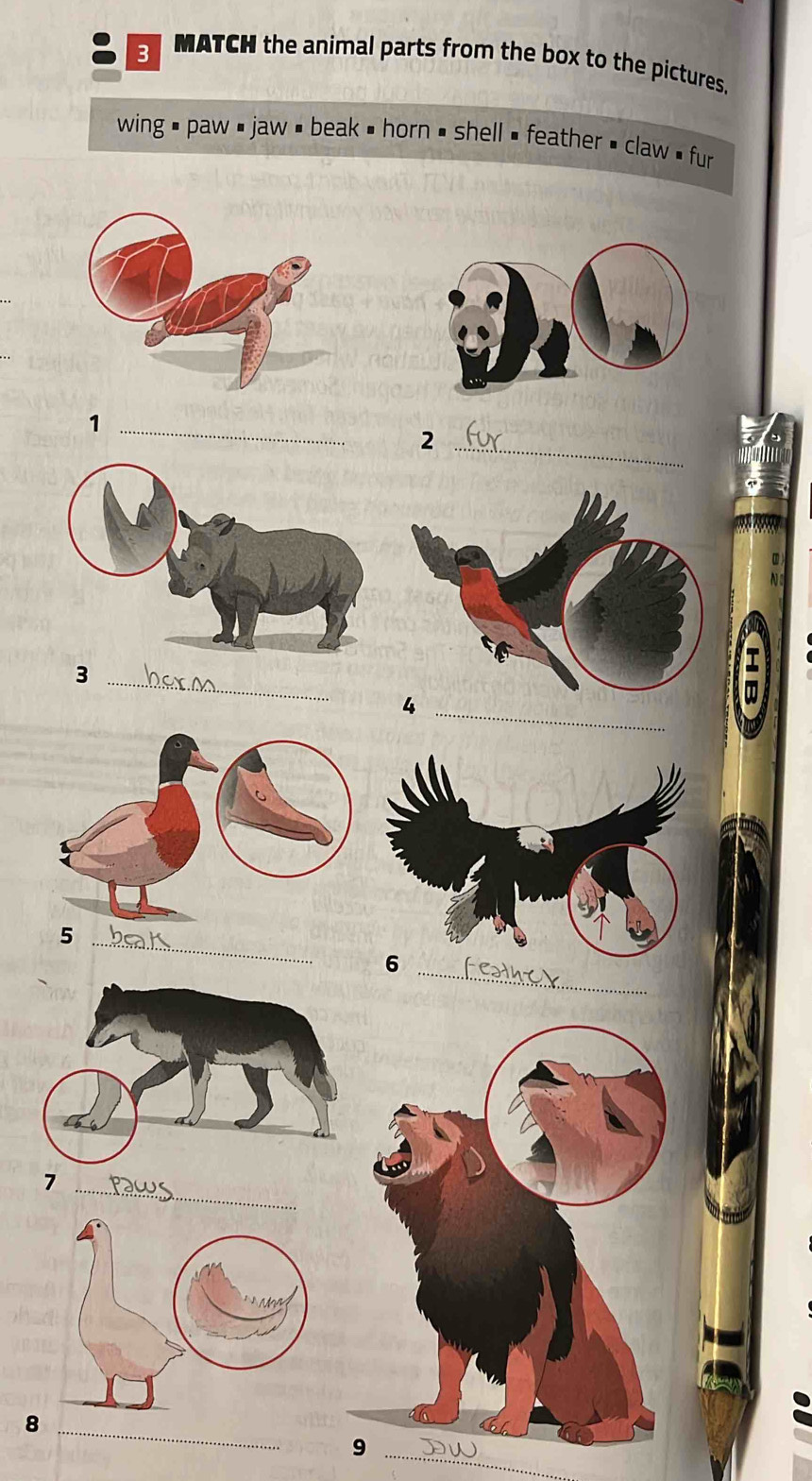 MATCH the animal parts from the box to the pictures. 
wing $ paw $ jaw $ beak , horn ' shell ' feather ' claw ! fur 
_1 
_2 
_3 
_5 
_7 
_8 
_