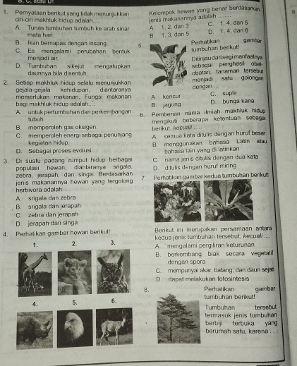 Pemyataan berikut yang tidak menunjukkan Kelompok hewan yang benar berdasarkan 9.
ciri-ciri makhluk hidup adaah.... jenis makanannya adalah .
A. Tunas tumbuhan tumbuh ke arah sinar A. 1. 2, dan 3 C 1, 4. dan 5
mata hari
B 1, 3, dan 5 D. 1. 4.dan 6
B. Ikan berapas dengan insang 5. gambar
Peratikan tumbuhan berikut
C. Es mengalami perubahan bentuk
men adi air
D. Tumbuhan sikejuť mengatupkan Ditinjaudari segi manfaatry a sebagai penghasil ob
daunova bila disentuh obatan tanaman tersebu
2. Setiap makhluk hidup selalu menunjukkan menjad satu golongan dengán
gejala-gejala kehidupan, diantaranya
memerlukan makanan. Fungsi makanan
bagi makhluk hidup adalah. B. jagung A kencur D bunga kana C. suplir
A. untuk pertumbühan dan perkembangan 6. Pemberian nama ilmiah makhluk hidu
tubuh.
B. memperoleh gas oksigen mengikuti beberapa ketentuan sebagai
C. memperoleh energi sebagai penunjang berikut, kecuali A. semua kata ditulis dengan huruf besa
kegiatan hidup.
D. Sebagai proses evolusi. B. menggunakan bahasa Latin Mau
bahasa lain yang di latinkan
3. Di suatu padang rumput hidup berbagai C. nama jenis ditulis dengan dua kata
populasi hewan, diantaranya srigala. D. ditulis dengan huruf miring
zebra, jerapah, dan singa. Berdasarkan
jenis makanannya hewan yang tergolong 7  Perhatikan gambar kedua tumbuhan benku
herbivora adalah.
A. srigala dan zebra
B. srigala dan jerapah
C. zebra dan jerapah
D. jerapah dan singa
4. Perhatikan gambar hewan berikut!  Berikut ini merupakan persamaan antara
1. 2. 3. kedua jenis tumbuhan tersebut, kecuali ....
A  mengalami pergiliran keturunan
B. berkembang biak secara vegetatif
dengan spora
C. mempunyai akar, batang, dan daun sejali
D. dapat melakukan fotosintesis
B. Perhatikan
4. 5. 6.tumbuhan berikut! gambar
Tumbuhan tersebut
termasuk jenis tumbuha
berbiji terbuka yang
berumah satu, karena . .