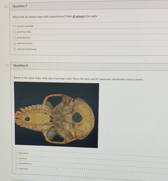 What traits do tarsiers share with strepsirrhines? Mark all answers that apply.
unfused mandible
grooming claws
postorbital bar
tapetum lucidum
unfused frontal bone
Question 8
Based on the molar shape, what type of primate is this? Select the most specific taxonomic classification that is correct.
platyrrhine
hominoid
cercopithecold
catan hine