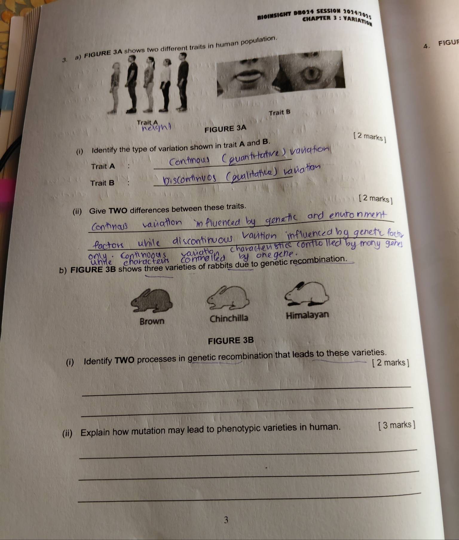 BIOINSIGHT DBO24 SESSIOM 2024/2025 
CHAPTER 3 : VARIATION 
4. FIGUF 
3. a) FIGURE 3A shows two different traits in human population. 
Trait B 
Trait A 
FIGURE 3A 
[ 2 marks ] 
(i) Identify the type of variation shown in trait A and B. 
Trait A 
_ 
Trait B 
_ 
[ 2 marks ] 
_ 
(ii) Give TWO differences between these traits. 
_ 
b) FIGURE 3B shows three varieties of rabbits due to genetic recombination. 
Brown Chinchilla Himalayan 
FIGURE 3B 
(i) Identify TWO processes in genetic recombination that leads to these varieties. 
[ 2 marks ] 
_ 
_ 
(ii) Explain how mutation may lead to phenotypic varieties in human. [ 3 marks ] 
_ 
_ 
_ 
3