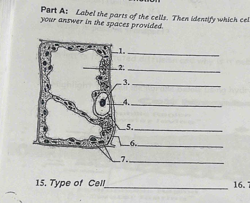 Label the parts of the cells. Then identify which cel 
your answer in the spaces provided. 
15. Type of Cell_ 16.7