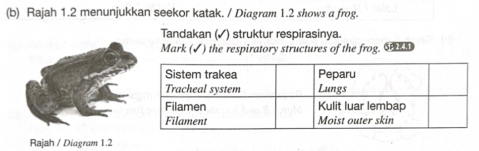 Rajah 1.2 menunjukkan seekor katak. / Diagram 1.2 shows a frog. 
Tandakan (✓) struktur respirasinya. 
Mark (✓) the respiratory structures of the frog. C 
Rajah / Diagram 1.2