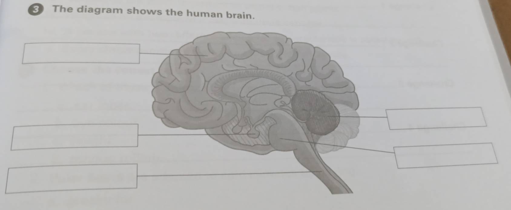 The diagram shows the human brain.